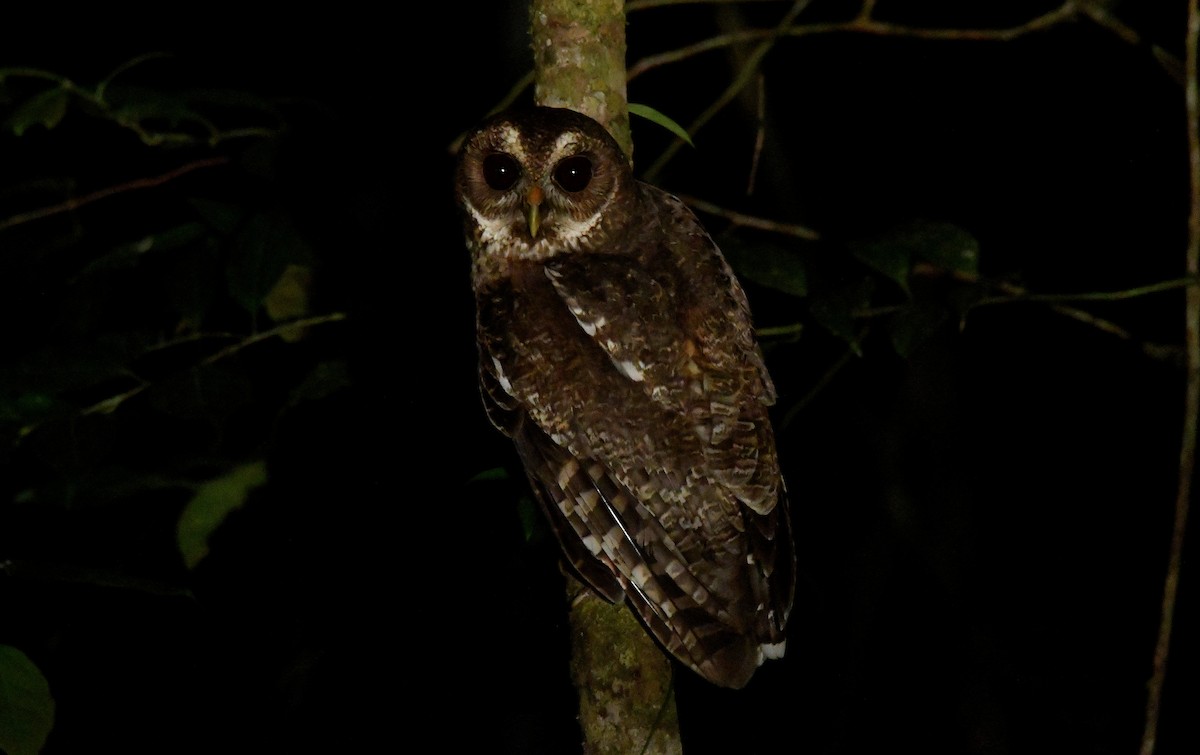 Mottled Owl - Cornelio Chablé