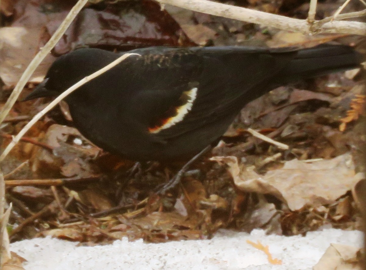 Red-winged Blackbird - ML616598998
