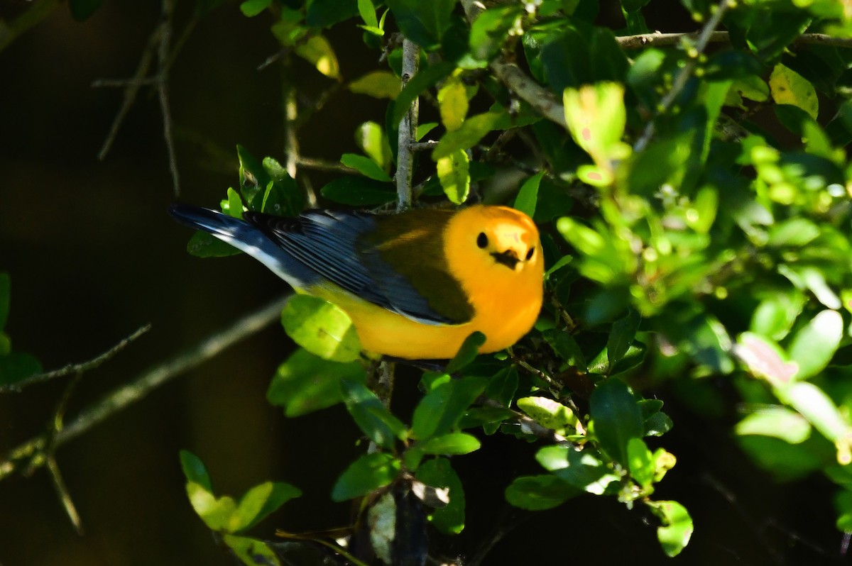 Prothonotary Warbler - ML616599024