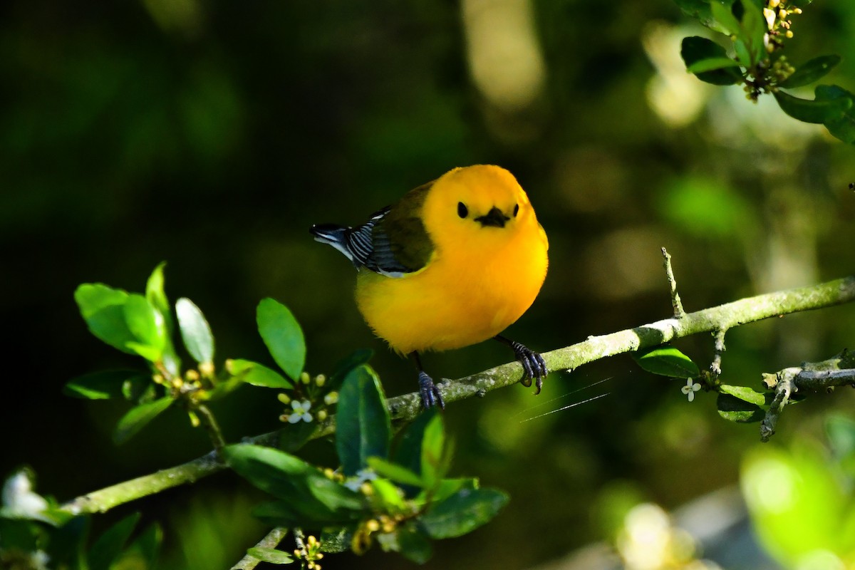 Prothonotary Warbler - Marc Bachman