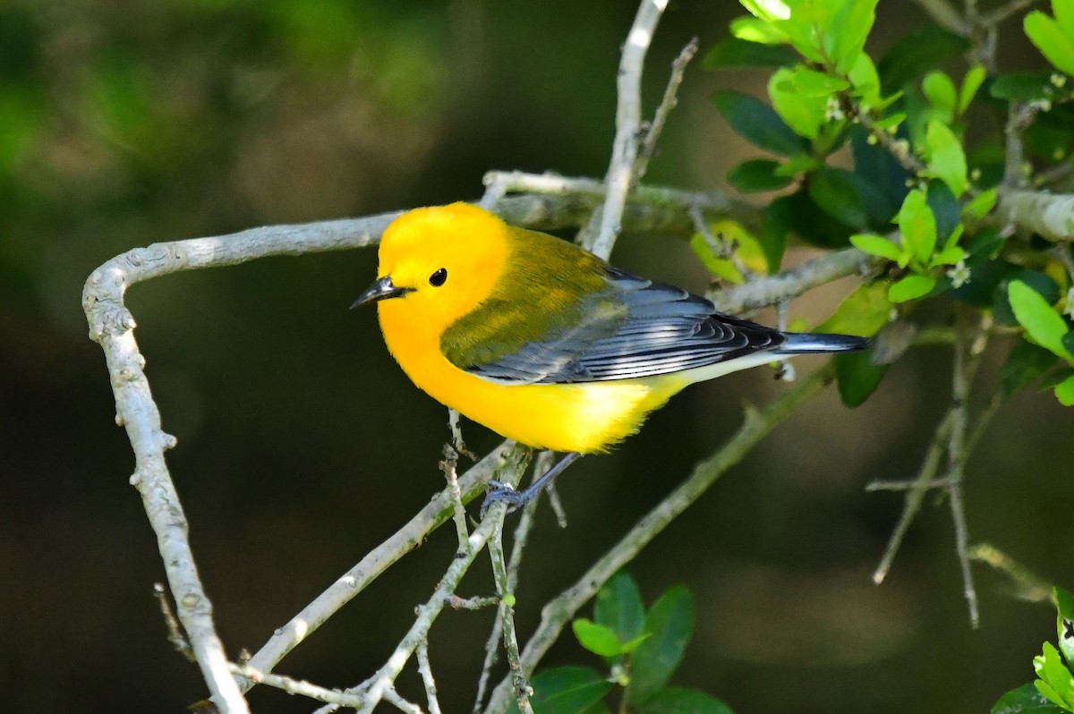 Prothonotary Warbler - ML616599026
