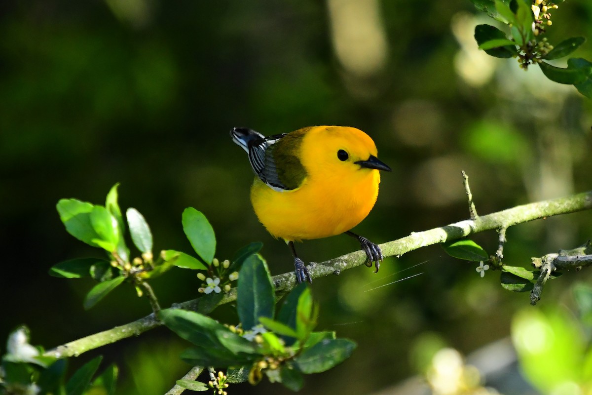 Prothonotary Warbler - ML616599027