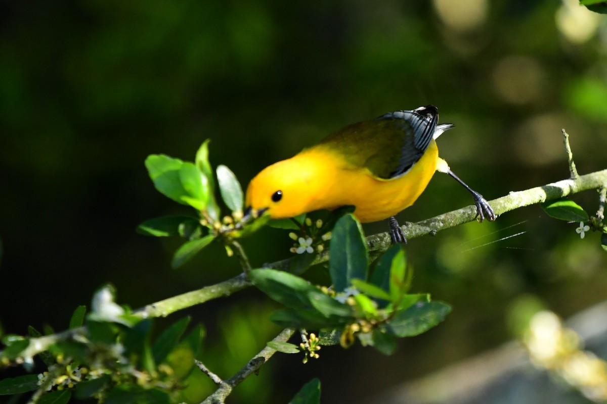 Prothonotary Warbler - ML616599028