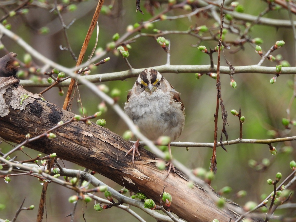 White-throated Sparrow - Mark Stevens