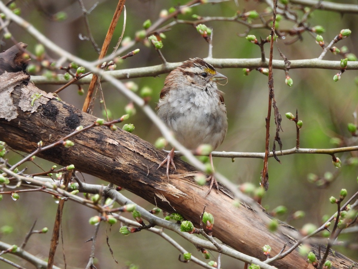 White-throated Sparrow - Mark Stevens