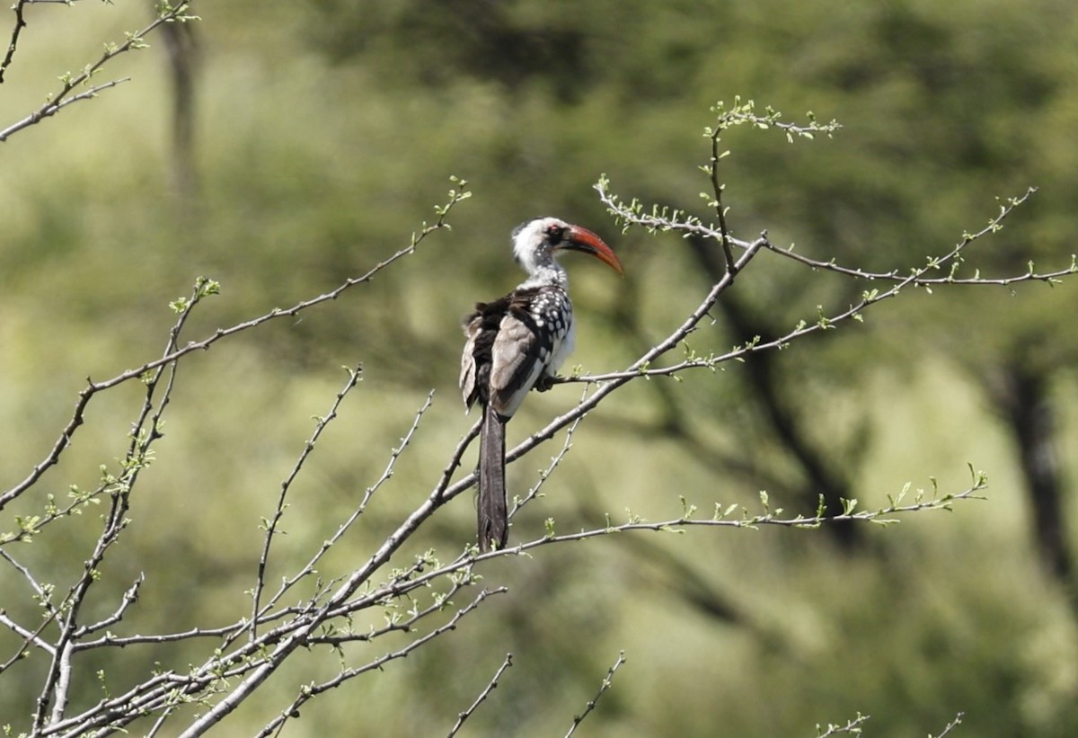 Tanzanian Red-billed Hornbill - ML616599039