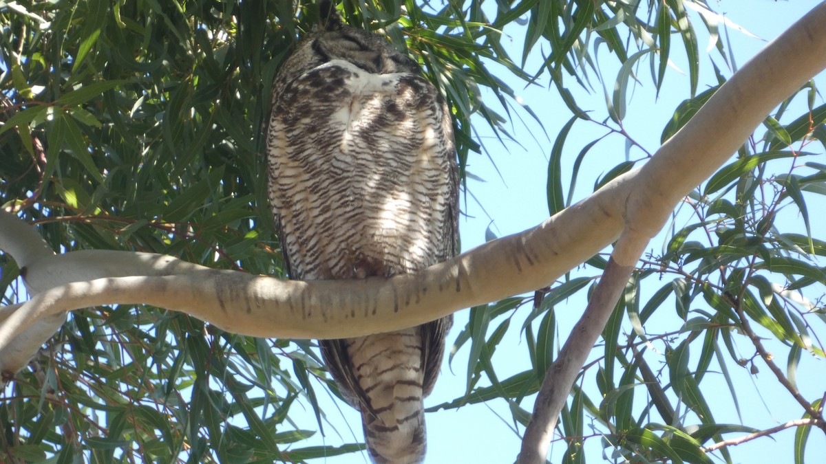 Great Horned Owl - ML616599079
