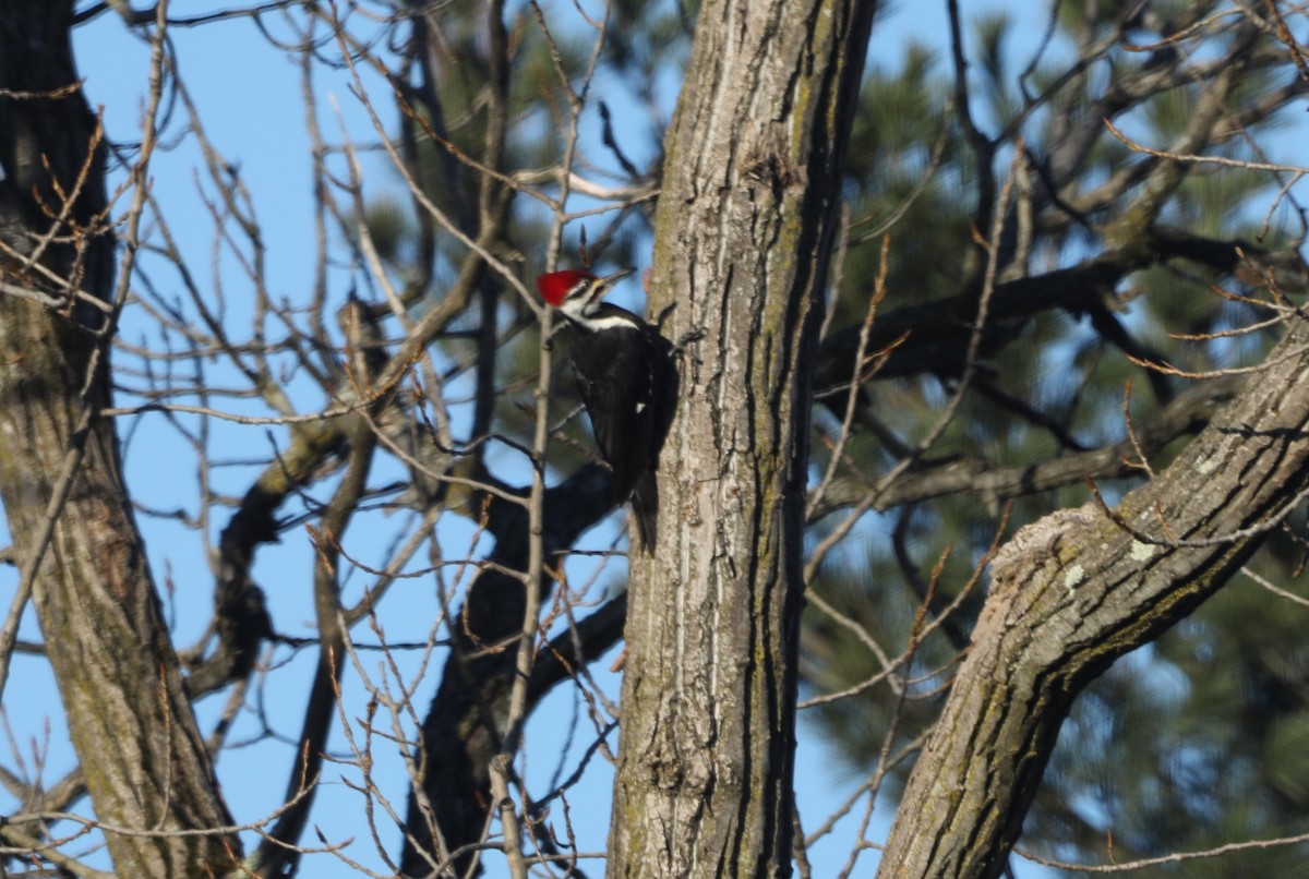 Pileated Woodpecker - "Chia" Cory Chiappone ⚡️