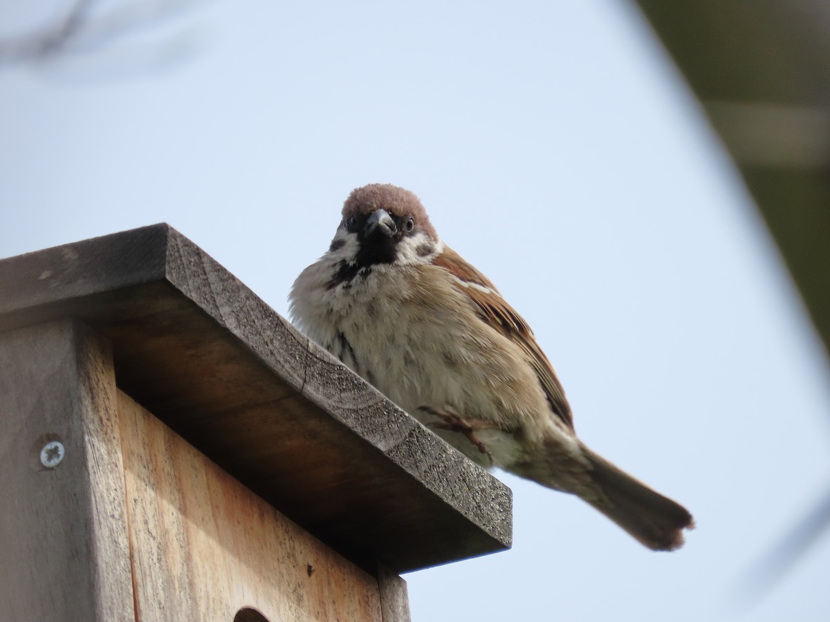 Eurasian Tree Sparrow - ML616599089