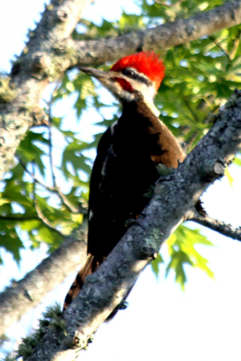 Pileated Woodpecker - Nancy Buis