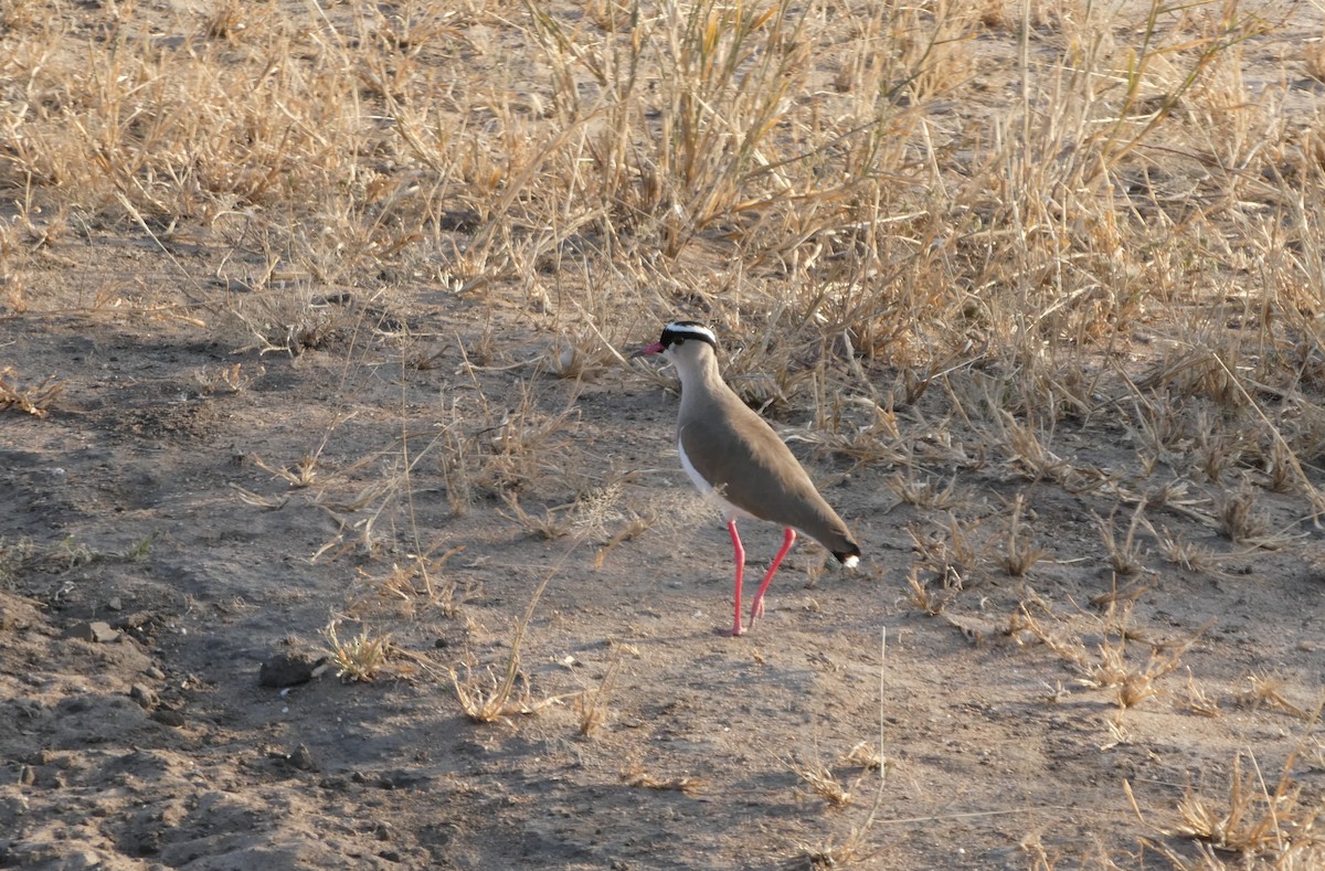 Crowned Lapwing - ML616599098