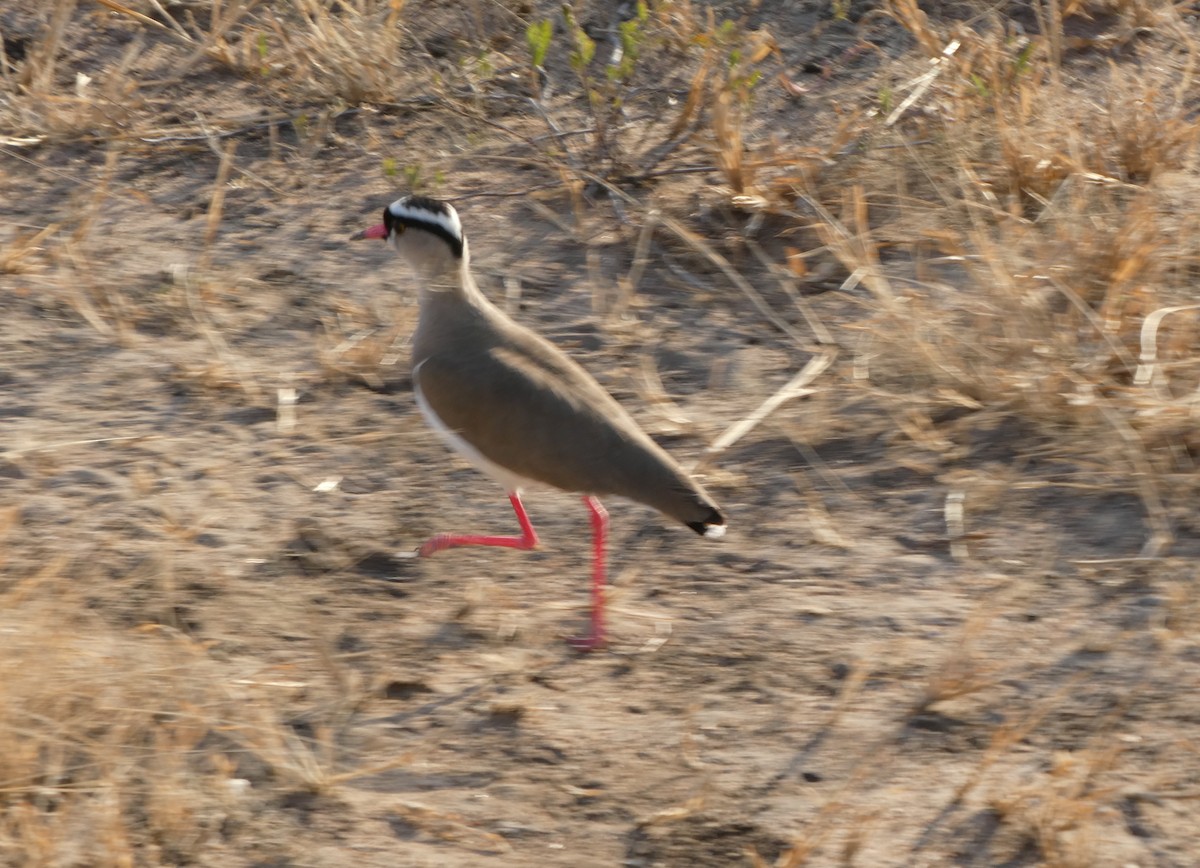 Crowned Lapwing - ML616599099