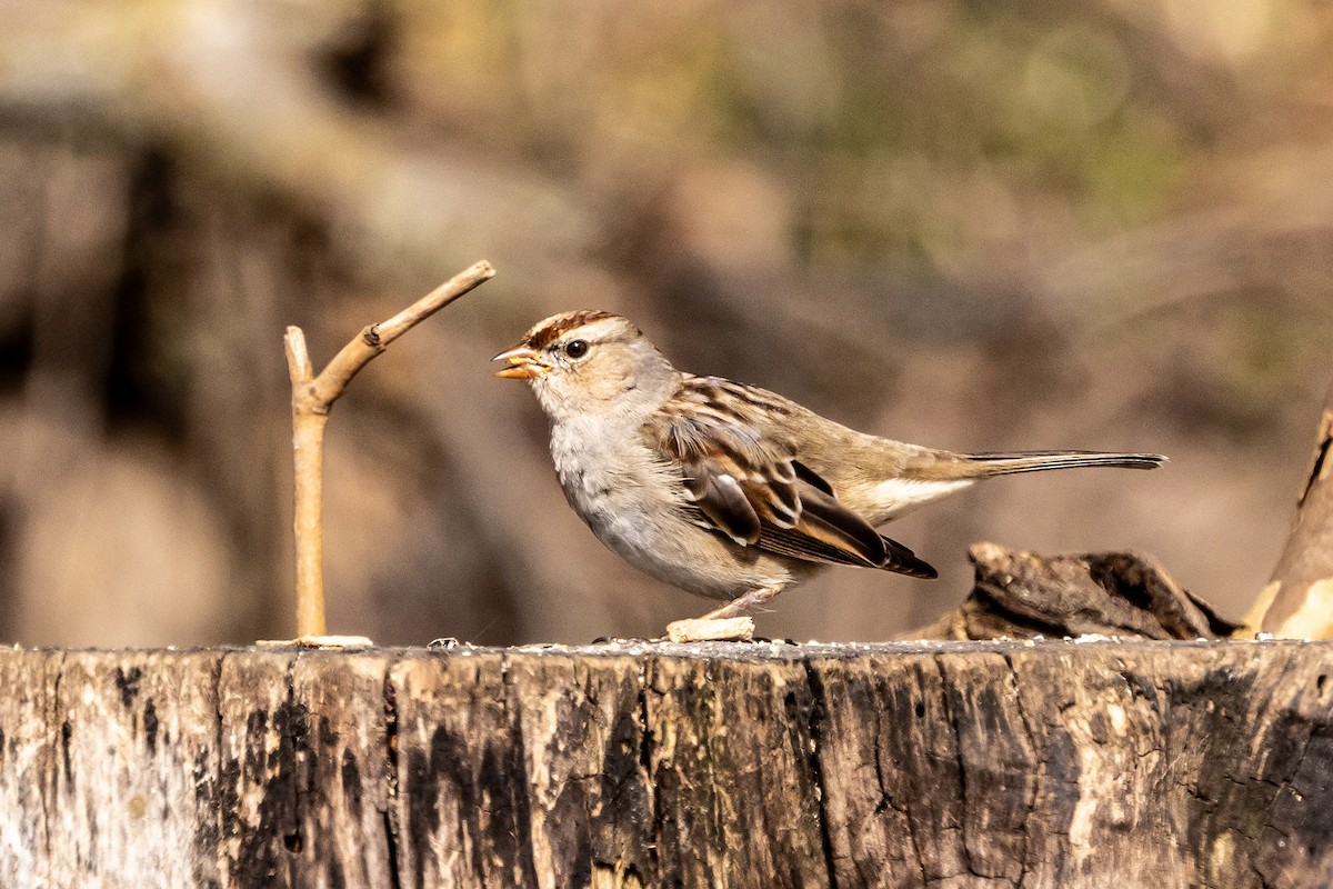 White-crowned Sparrow - ML616599106