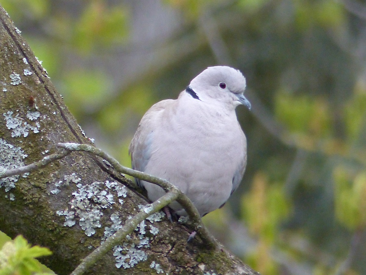 Eurasian Collared-Dove - ML616599133