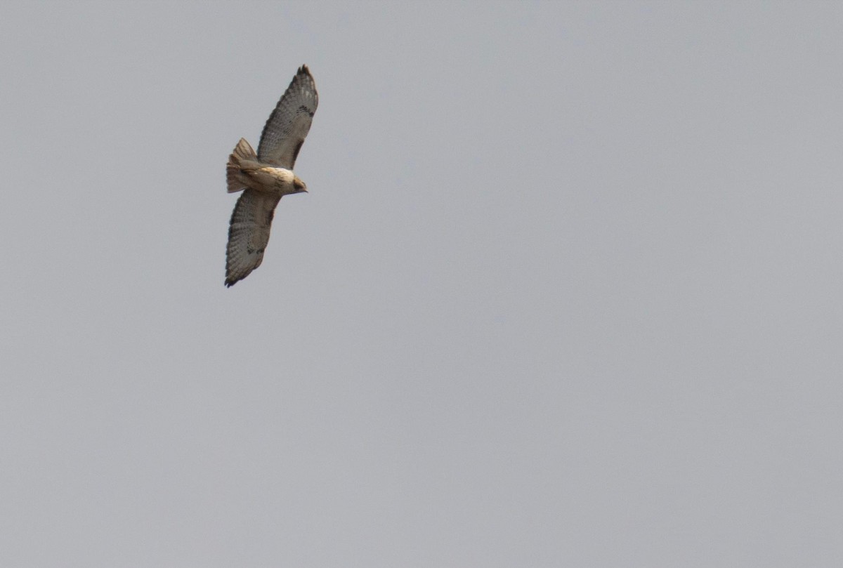 Red-tailed Hawk - ML616599140