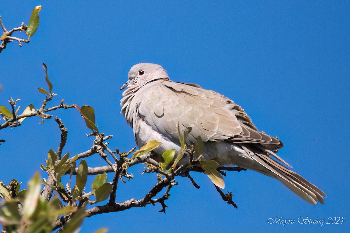Eurasian Collared-Dove - Mayve Strong