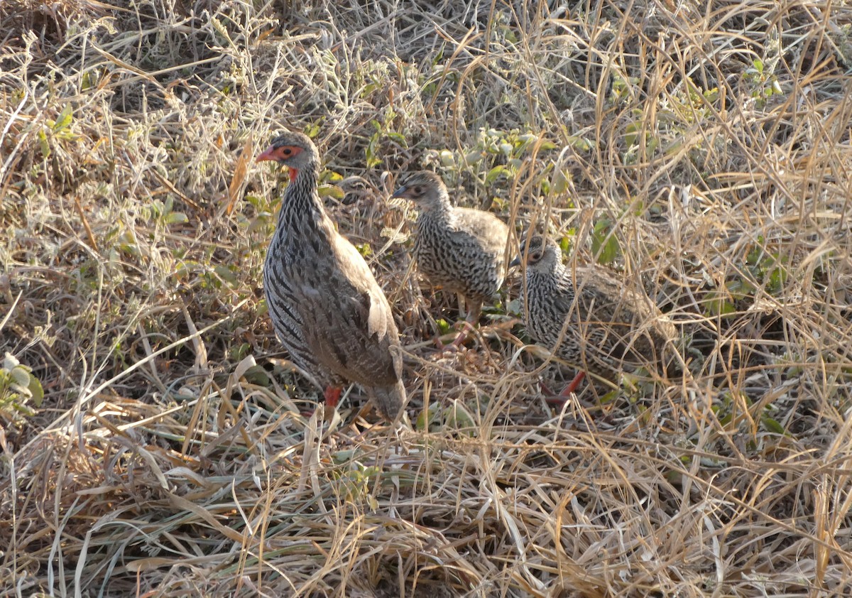 Red-necked Spurfowl - ML616599199