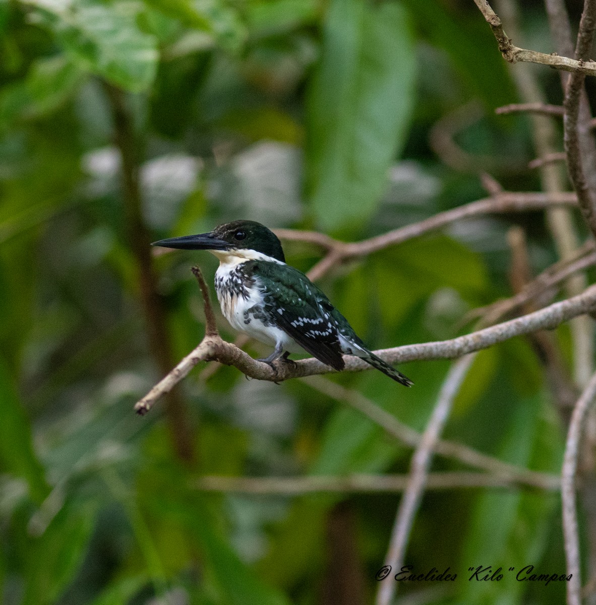 Green Kingfisher - Euclides "Kilo" Campos