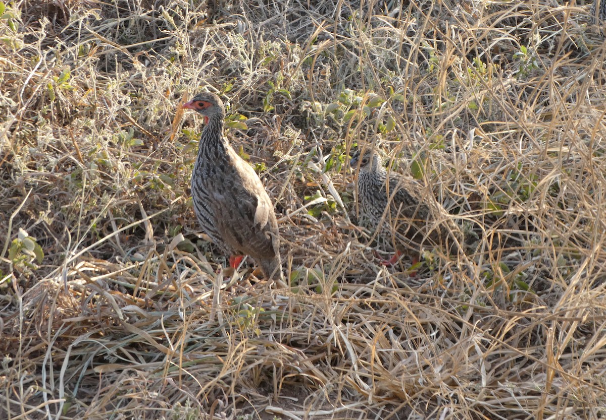 Red-necked Spurfowl - ML616599202