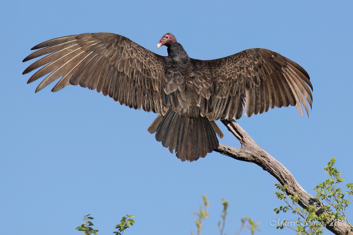 Turkey Vulture - ML616599203