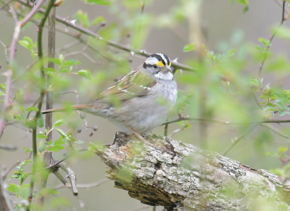 White-throated Sparrow - Margaret Poethig