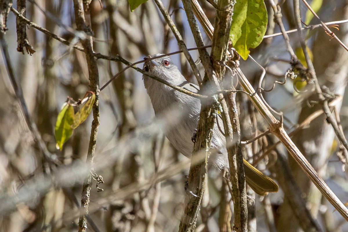 Green-tailed Warbler - ML616599270
