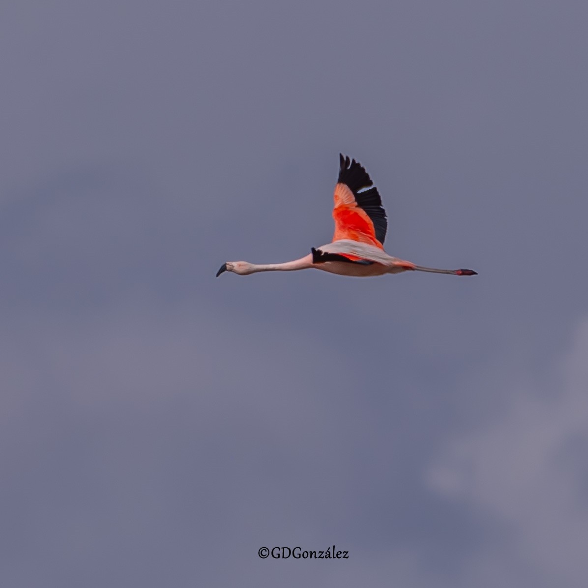 Chilean Flamingo - ML616599299