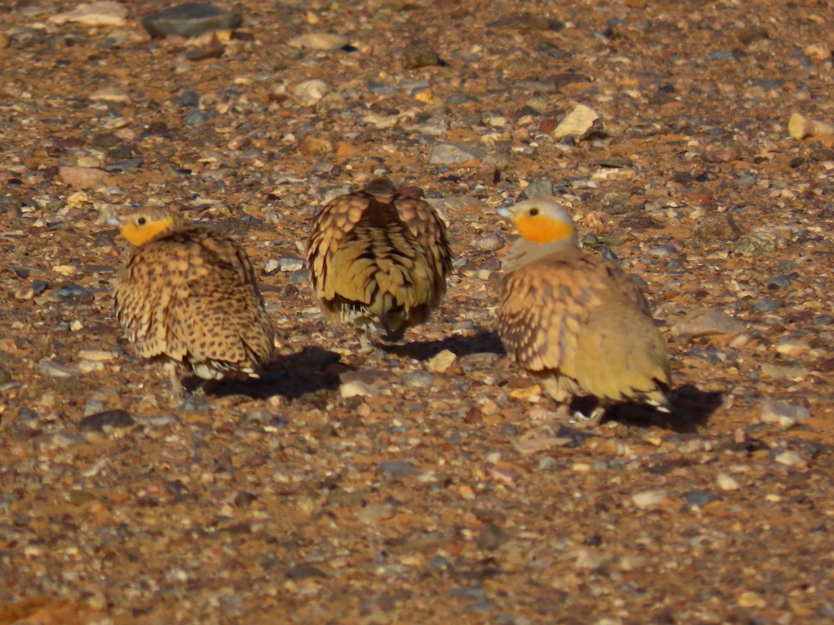 Spotted Sandgrouse - Andrew Collins