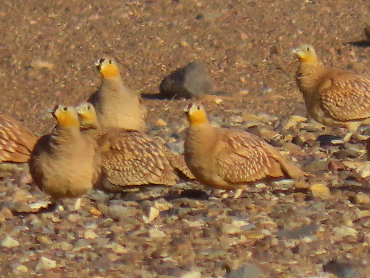 Crowned Sandgrouse - Andrew Collins