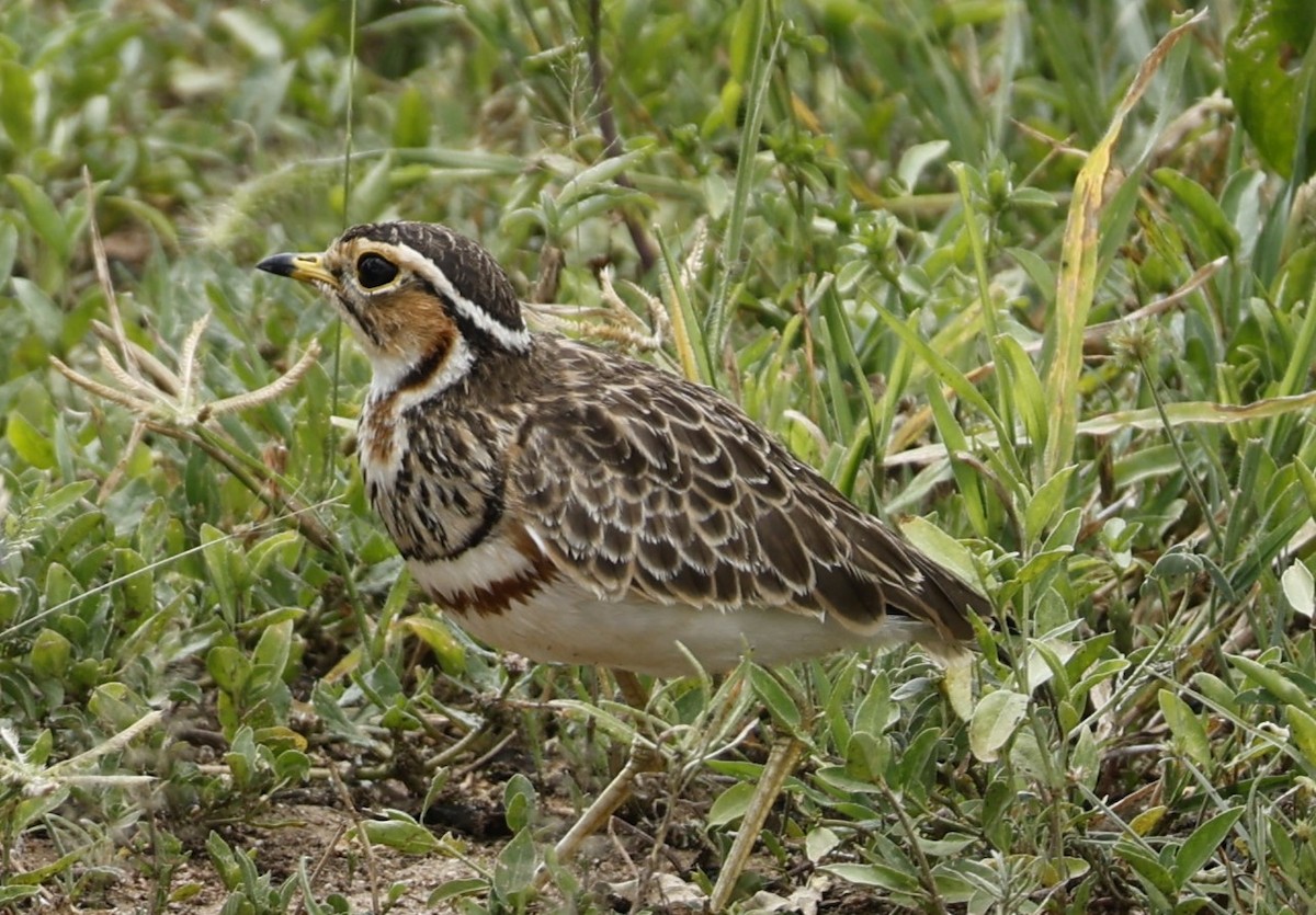 Three-banded Courser - Dave Powell