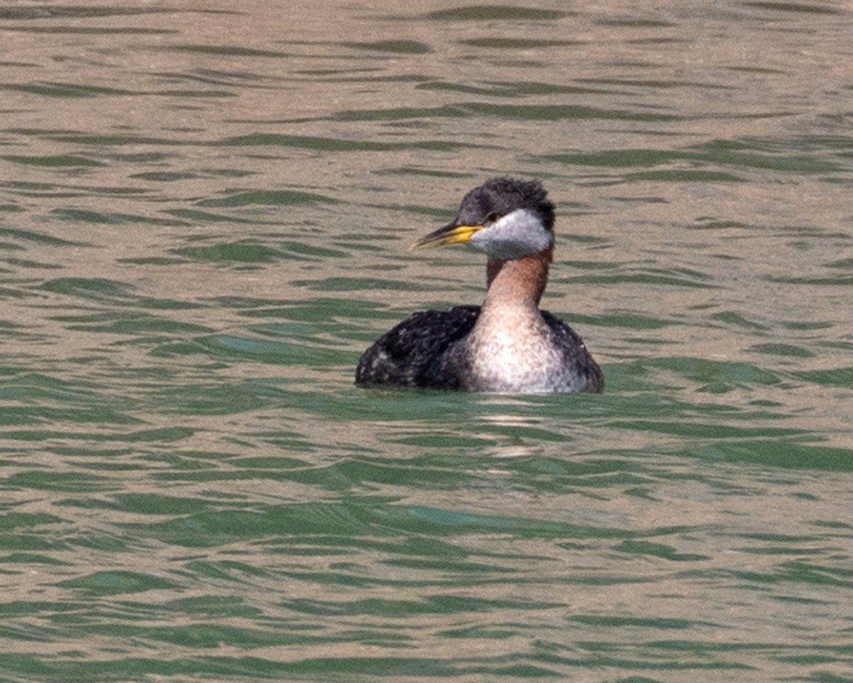 Red-necked Grebe - ML616599361