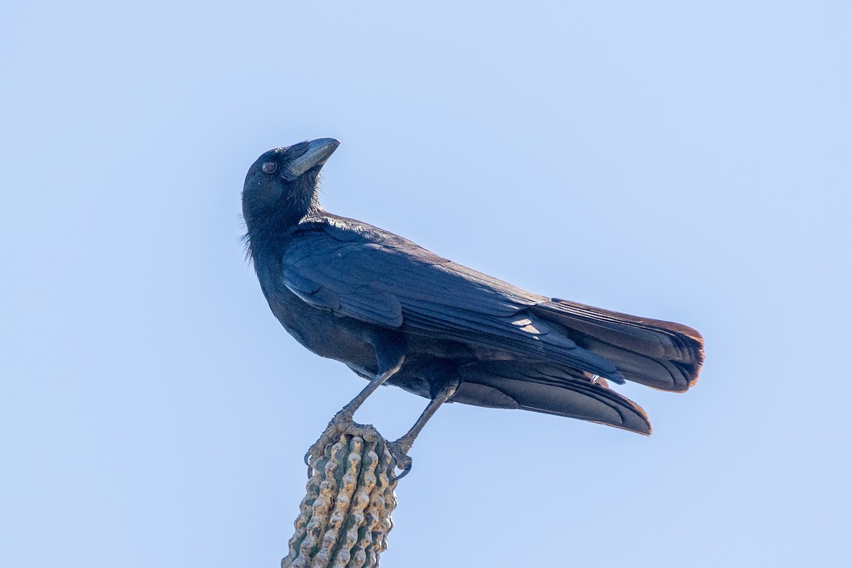 Hispaniolan Palm-Crow - ML616599381