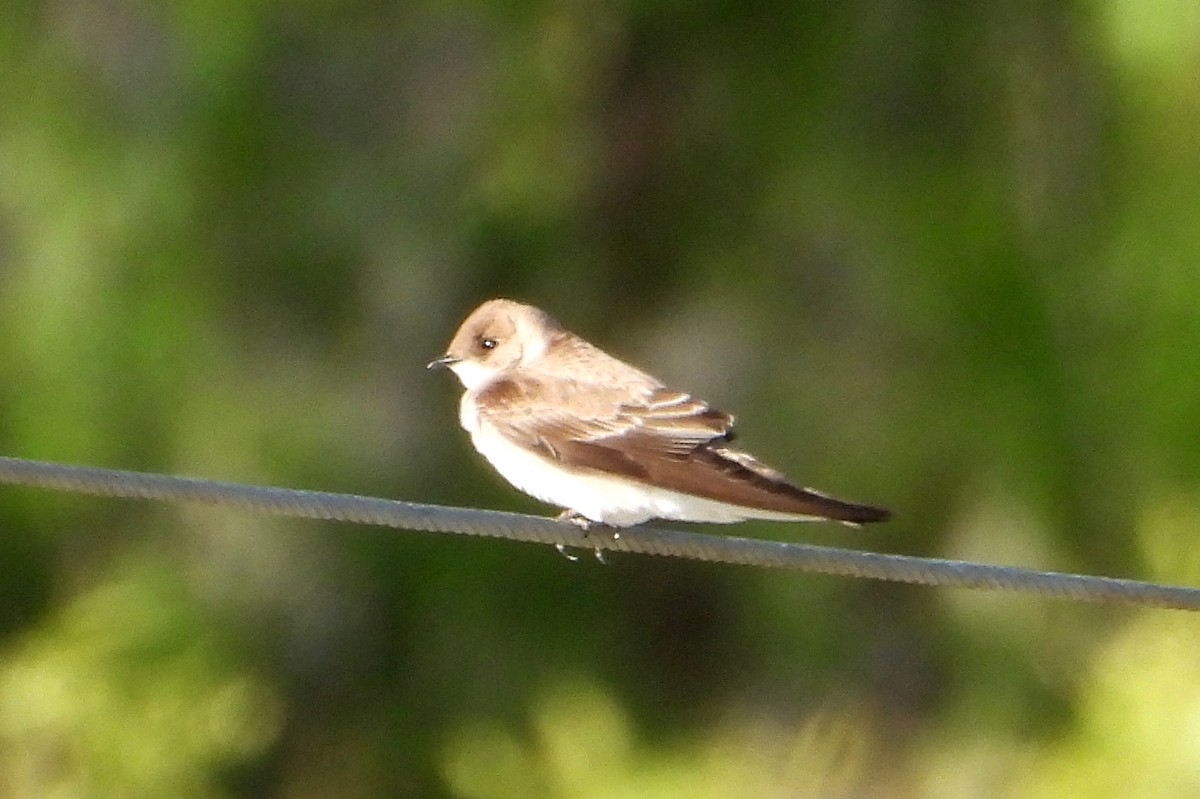 Northern Rough-winged Swallow - ML616599448