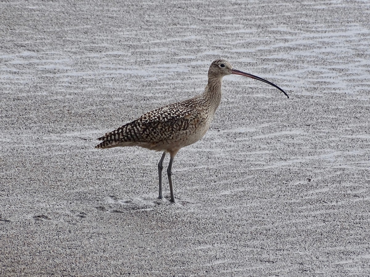 Long-billed Curlew - ML616599455