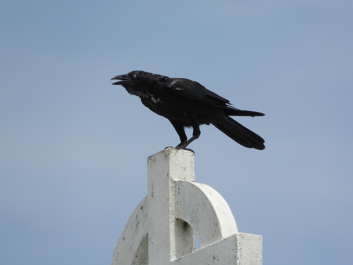 Torresian Crow - ML616599558