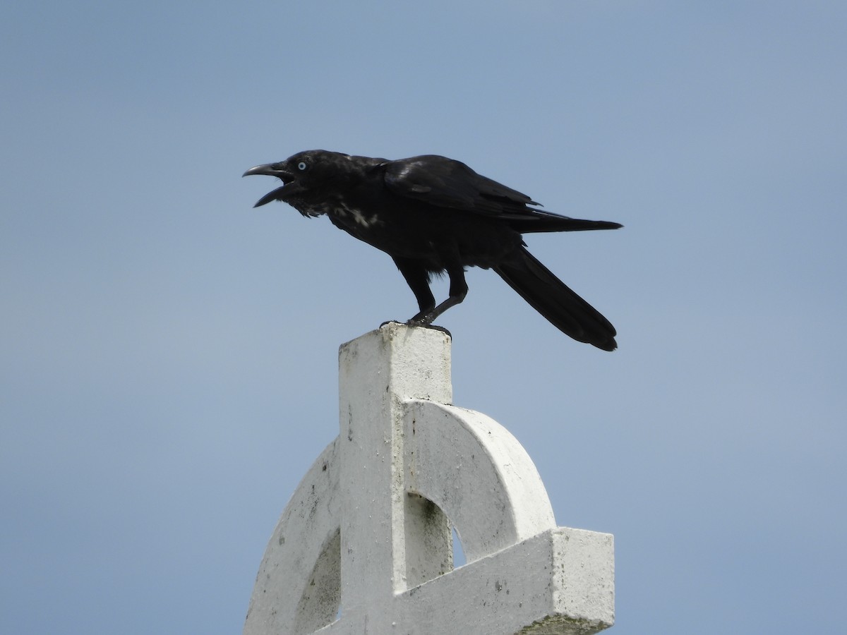 Torresian Crow - ML616599559