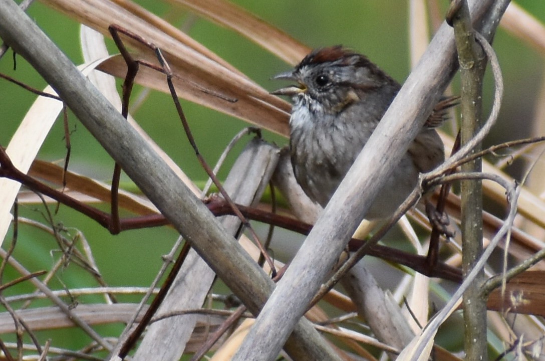 Swamp Sparrow - ML616599576