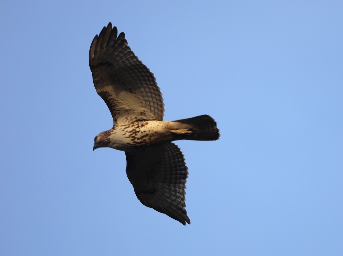 Red-tailed Hawk - ML616599584