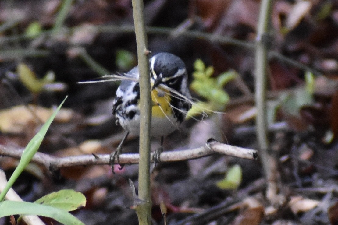 Yellow-throated Warbler - ML616599593