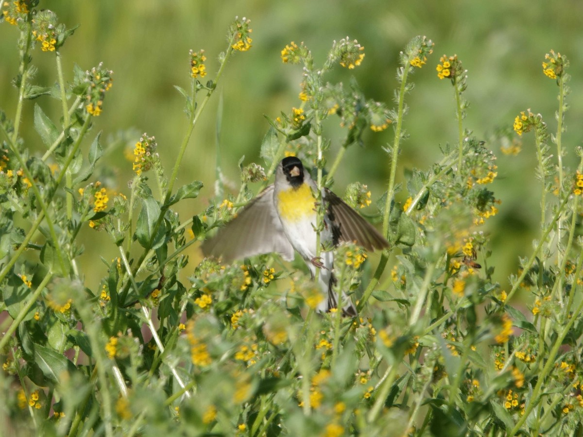 Lawrence's Goldfinch - ML616599631