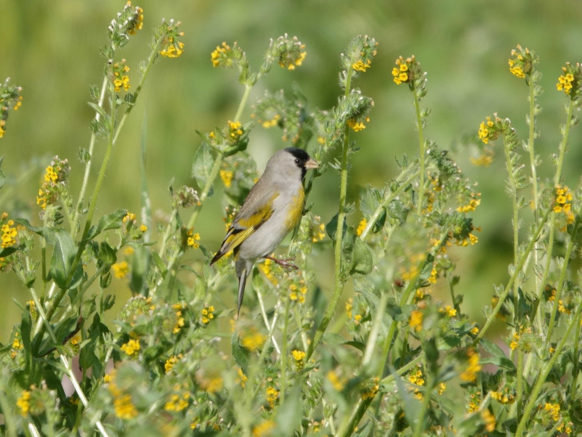 Lawrence's Goldfinch - ML616599642