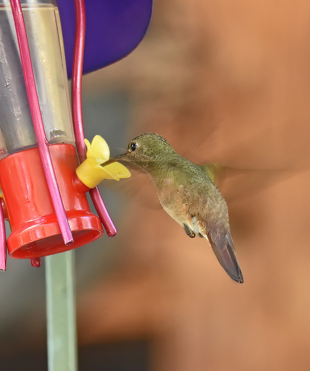 Berylline Hummingbird - Doug Hogg