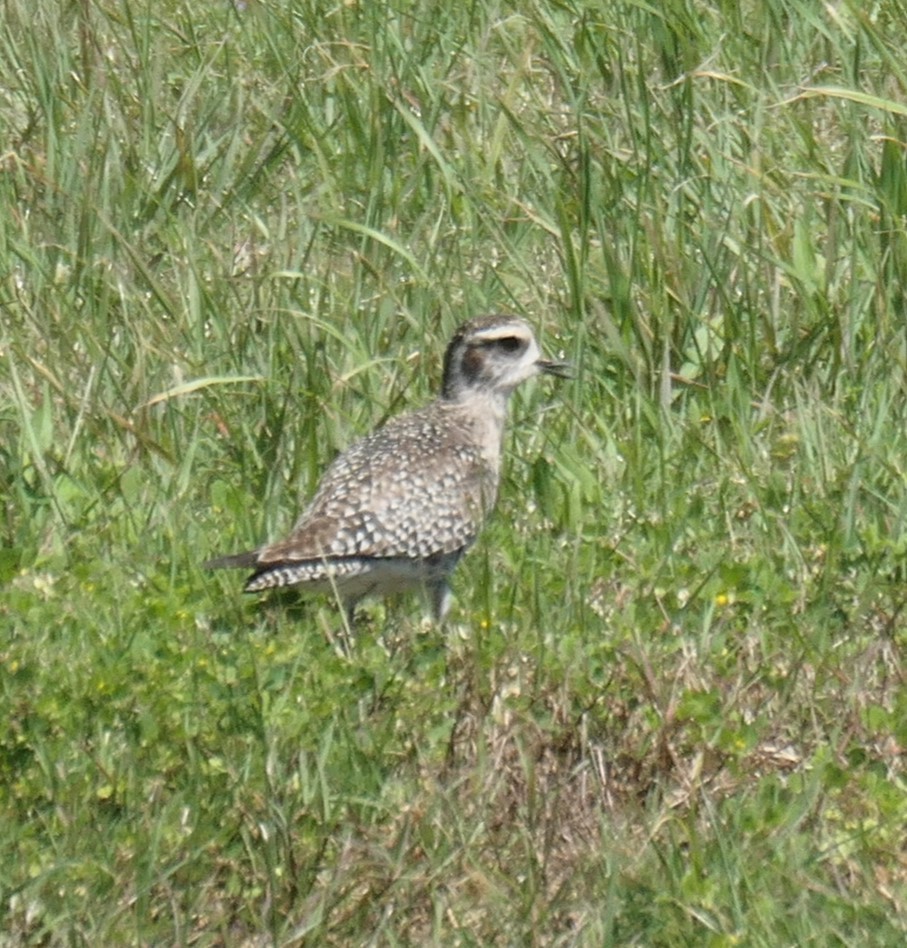 eBird Checklist - 28 Mar 2024 - Texas City Dike (UTC 074) - 21 species