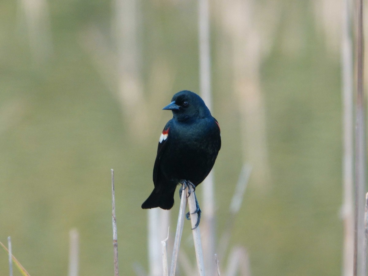 Tricolored Blackbird - Peter Schneekloth