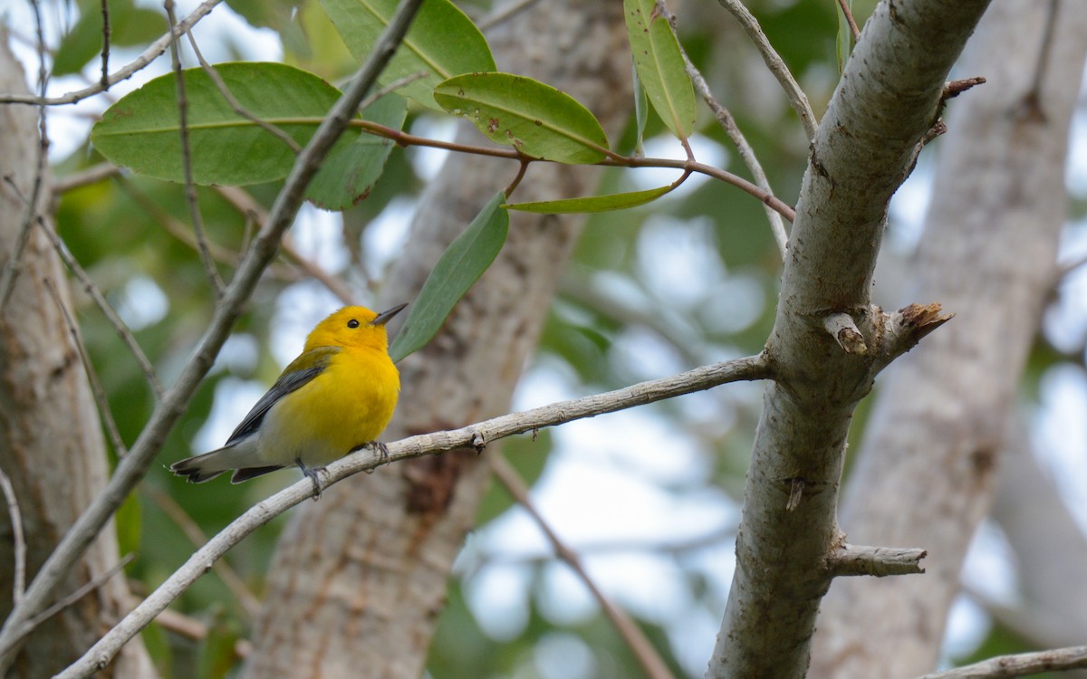 Prothonotary Warbler - Luis Trinchan