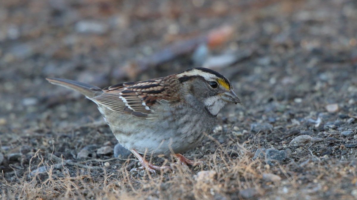 White-throated Sparrow - ML616599770