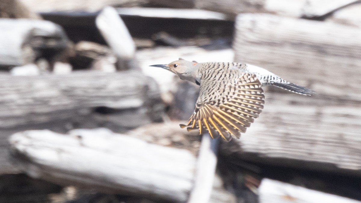 Northern Flicker (Yellow-shafted) - Liam Hutcheson