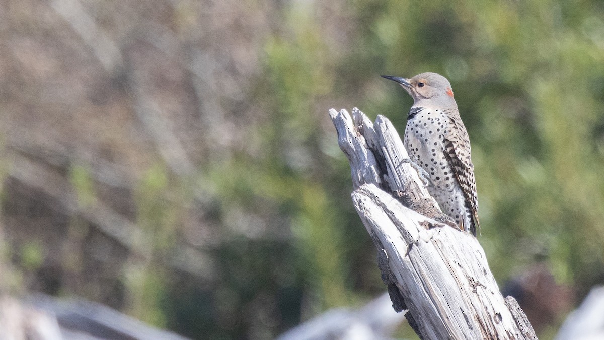 Northern Flicker (Yellow-shafted) - Liam Hutcheson