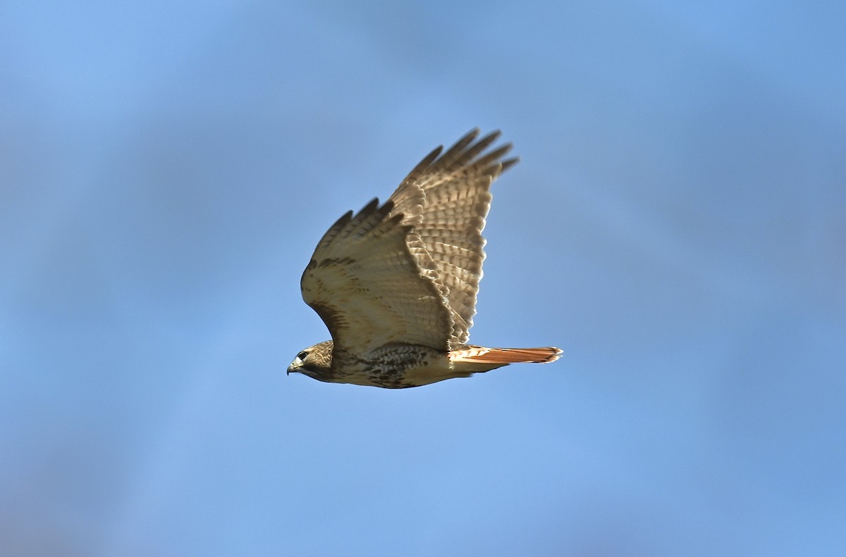 Red-tailed Hawk - ML616600049
