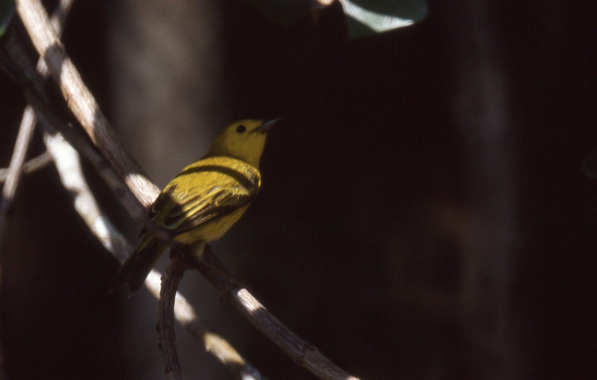 Yellow Warbler - Andrew Dobson